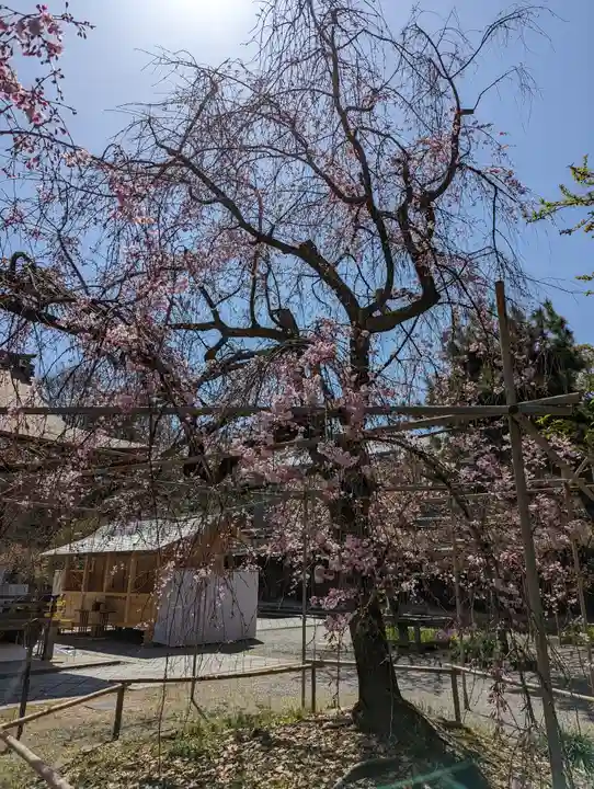 平野神社(京都府)