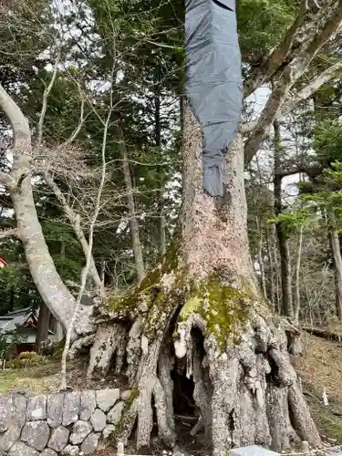 富士山東口本宮 冨士浅間神社の自然