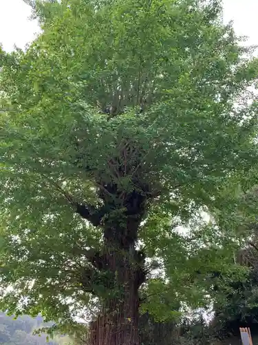 如意輪寺の自然