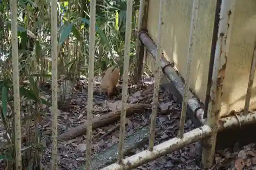 諏訪神社・諏訪山稲荷神社の動物