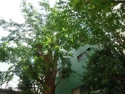 銀杏岡八幡神社の自然