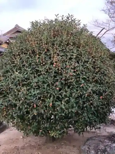 覚成寺の庭園