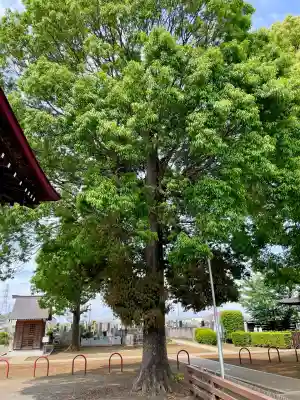 八坂神社(東京都)