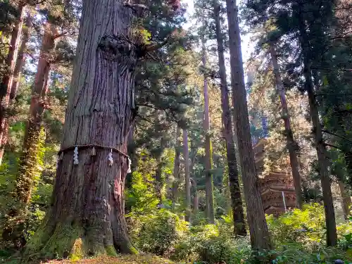出羽神社(出羽三山神社)～三神合祭殿～の自然