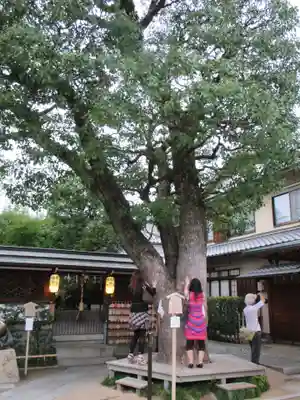 晴明神社の自然