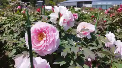 金蛇水神社(宮城県)