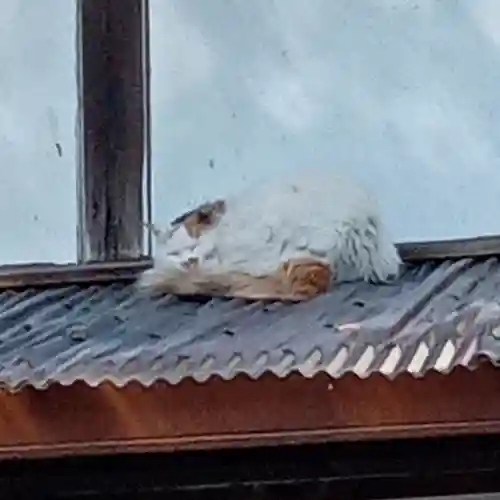 阿邪訶根神社(福島県)
