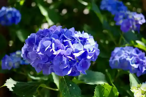 福王山  慈眼寺(東京都)