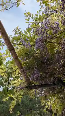 白峯神宮(京都府)