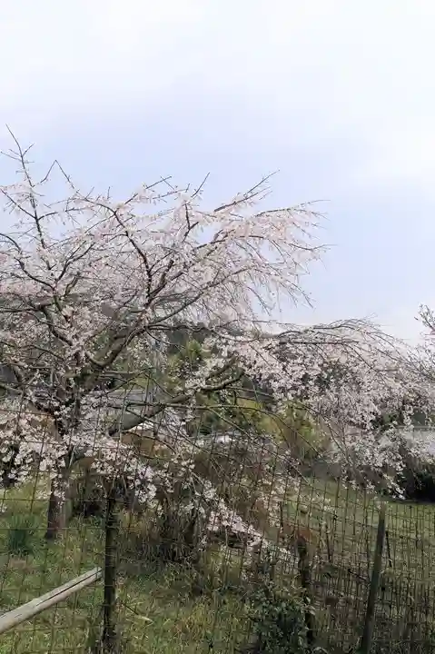 地蔵院(京都府)