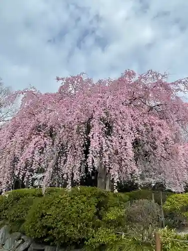 櫻木神社(千葉県)