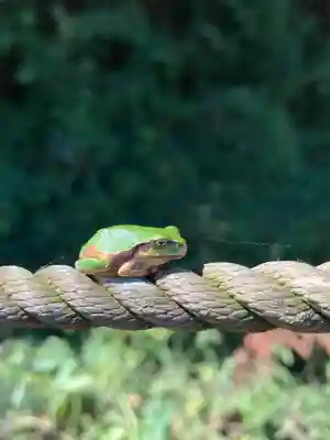 小山田白山神社の動物