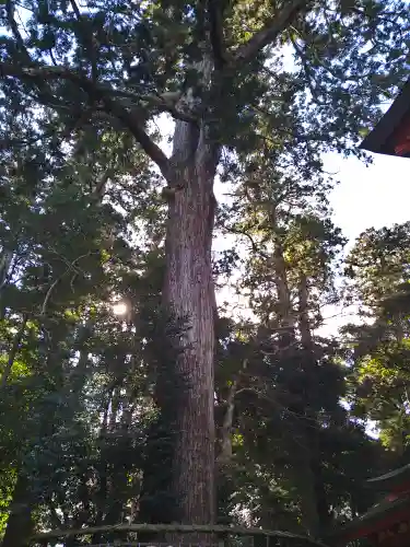 鹿島神宮の自然