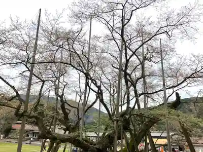 淡墨観音の自然