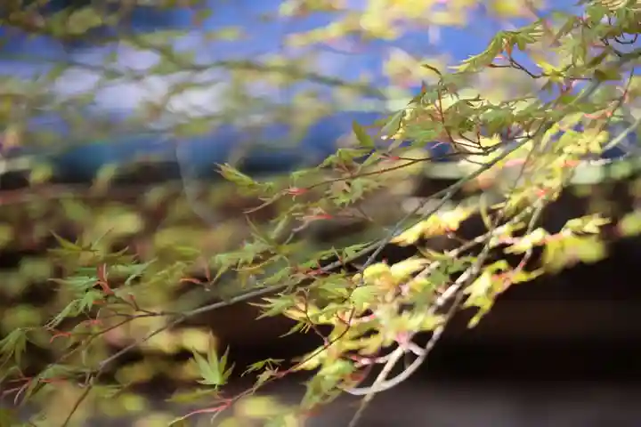 白幡神社の自然
