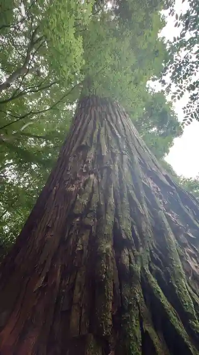 赤井嶽薬師 常福寺の自然