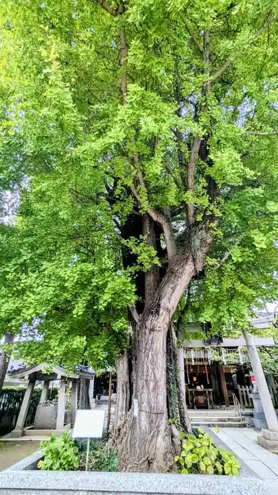 飛木稲荷神社の自然