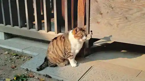 荻窪白山神社の動物