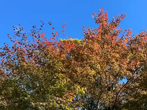 吉野水分神社（吉野町）の自然