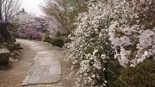 将軍塚青龍殿（青蓮院門跡）の自然