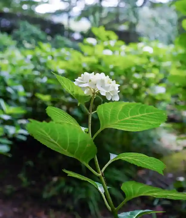 東大寺別院阿弥陀寺(山口県)