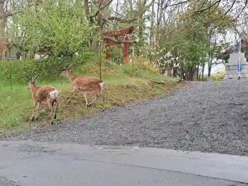 釧路一之宮 厳島神社の動物