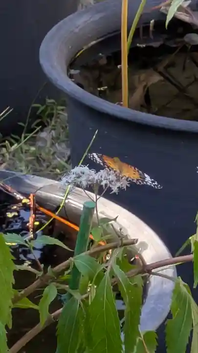 行願寺(革堂)(京都府)