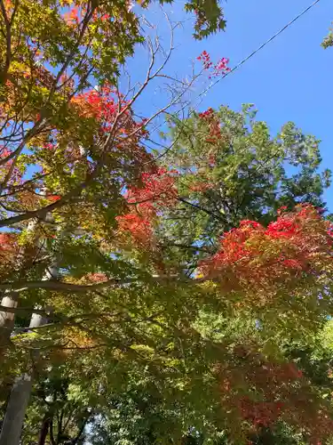 胡宮神社（敏満寺史跡）の自然