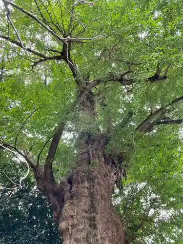 荏柄天神社の自然