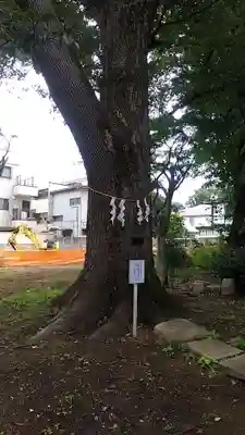 観音寺（世田谷山観音寺）(東京都)