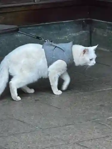 王子神社(徳島県)