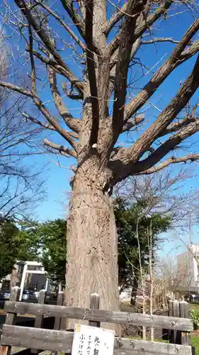 難得龍神社の自然