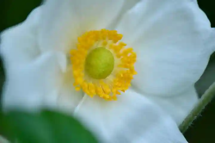 正安寺(神奈川県)