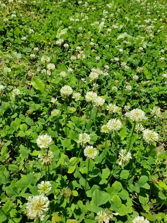 小勢護国神社の自然