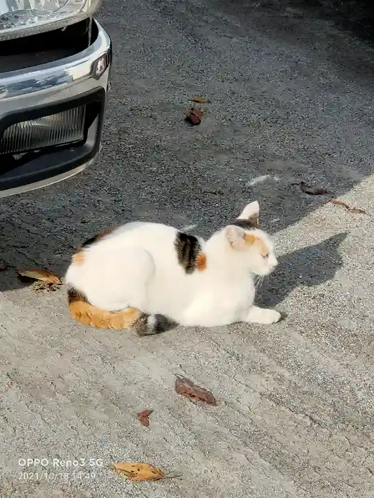 玉姫稲荷神社の動物
