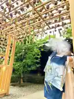 川越氷川神社(埼玉県)