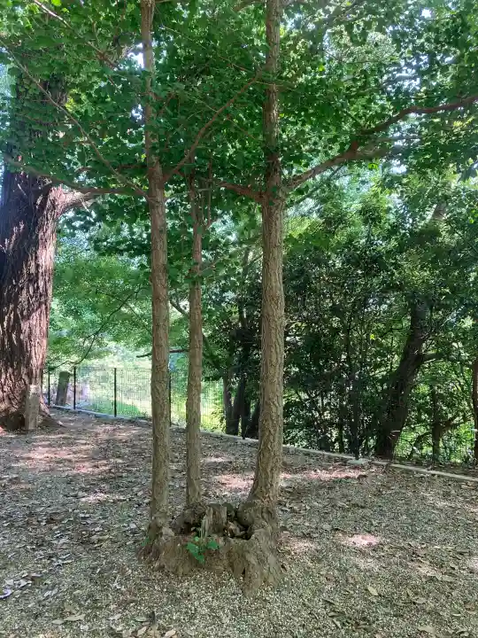 科長神社の{uncategorized: "未分類", other: "その他", undefined: "問題あり", building: "その他建物", grave: "お墓", sacred_gate: "鳥居", guardian: "狛犬", statue: "像", buddha: "仏像", history: "歴史", nature: "自然", garden: "庭園", animal: "動物", pagoda: "塔", temizu: "手水舎", mountain_gate: "山門・神門", sanctuary: "本殿・本堂", subordinate: "末社・摂社", art: "芸術", scenery: "景色", jizo: "地蔵", ema: "絵馬", goshuin: "御朱印", omikuji: "おみくじ", items: "授与品その他", amulet: "お守り", goshuincho: "御朱印帳", eats: "食事", festival: "お祭り", votive_dance: "神楽", shichigosan: "七五三参", wedding: "結婚式", experience: "体験その他", initially: "初詣", around: "周辺", anti_infection: "感染症対策"}