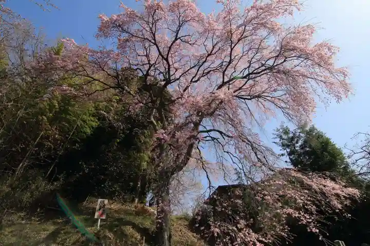 熊野神社の自然