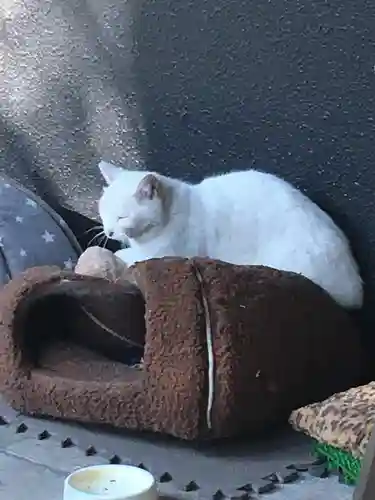 愛宕神社の動物