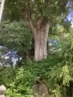 天神社(中切町)の自然