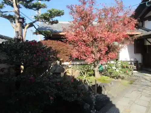 観智院（東寺子院）の自然