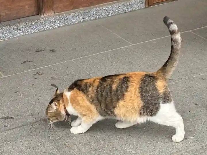 前玉神社の動物