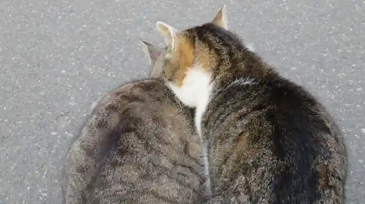 御誕生寺(猫寺)の動物