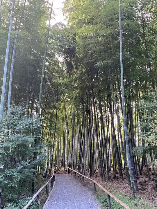 高台寺(高台寿聖禅寺・高臺寺)の周辺