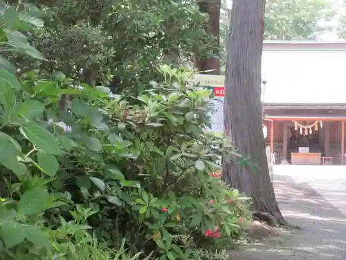 星川杉山神社(神奈川県)