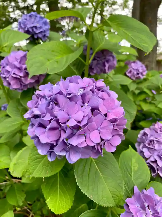 妻沼聖天山歓喜院の自然