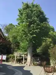 八雲神社(緑町)の自然
