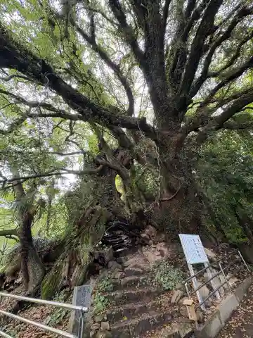 大山祇神社奥の院 生樹の御門の山門・神門
