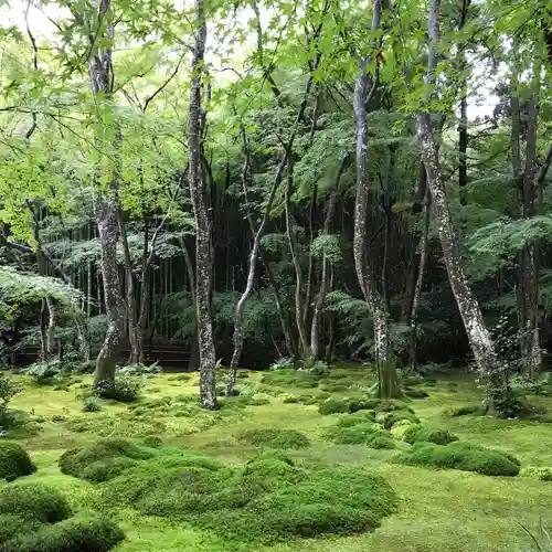 祇王寺の庭園