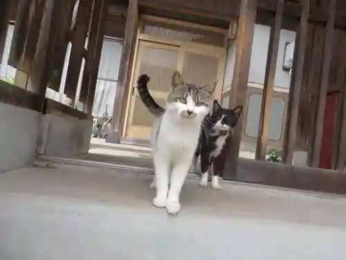 妙雲寺(岐阜県)